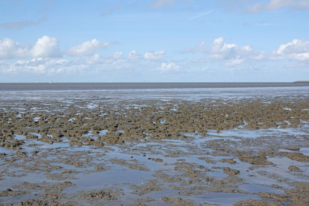 Wad bij Harlingen