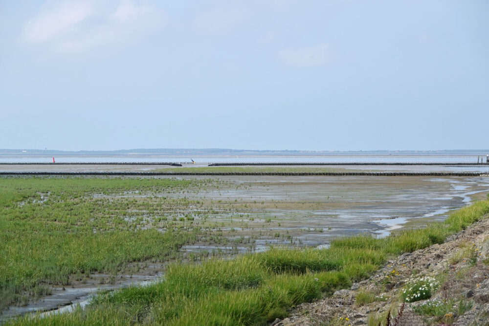 Wad bij (Holwerterwestpolder)