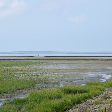 Holwerterwestpolder (Noard-Fryslân-Bûtendyks)