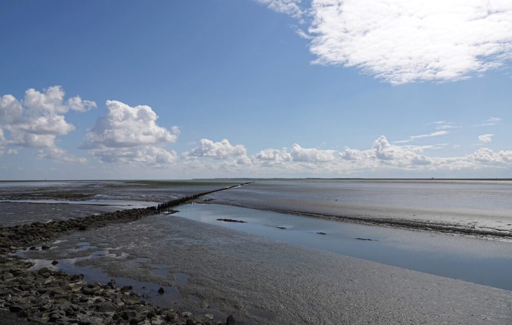 Wad bij Peazemerlannen in de zomer