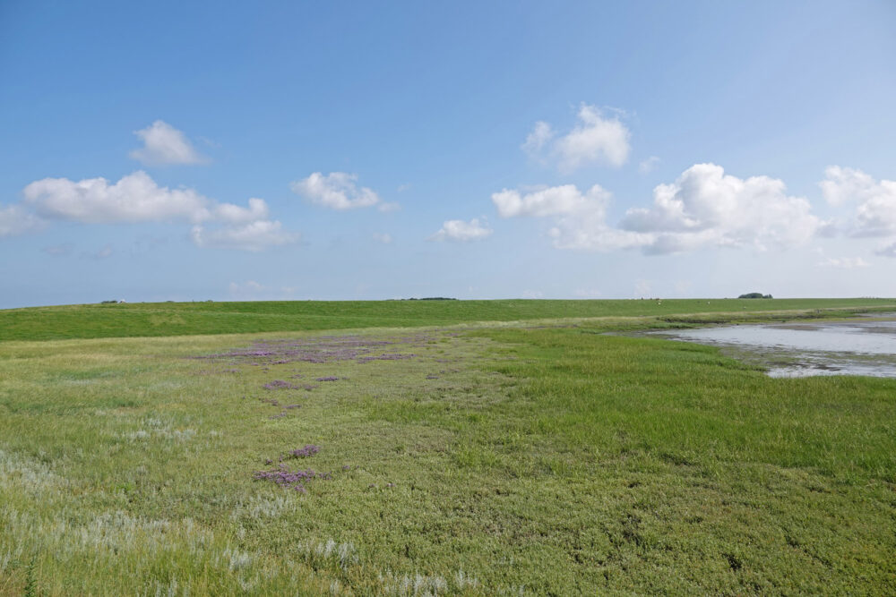 Wad bij Schiermonnikoog