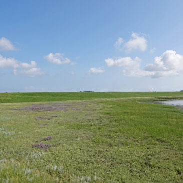 Wad bij Schiermonnikoog