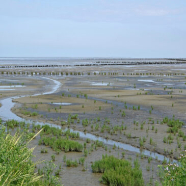 Ternaard Buitendijks (Waddenzee)