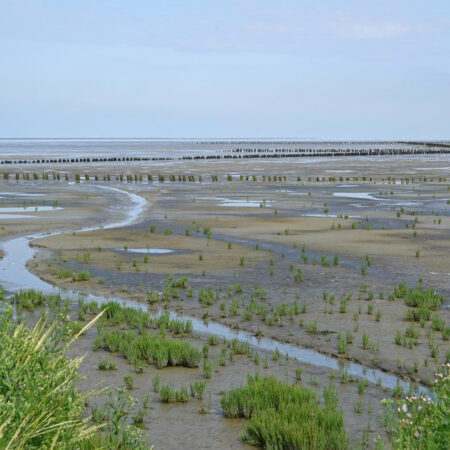 Ternaard Buitendijks (Waddenzee)