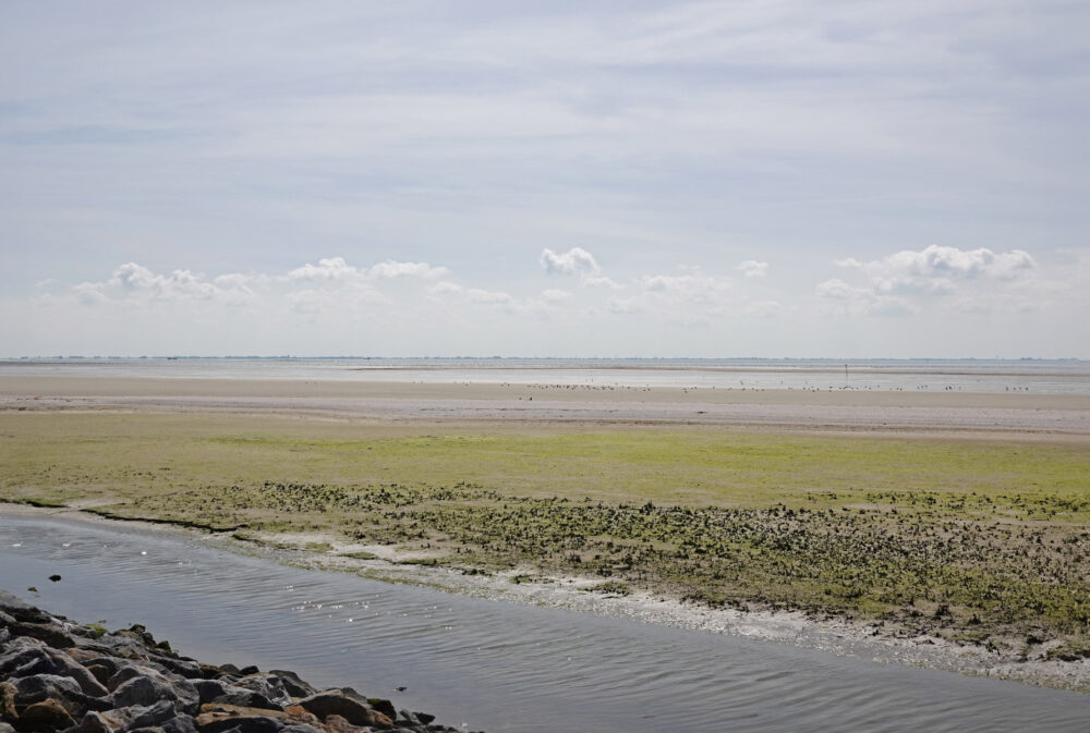 Wad bij Vogelpôlle (Ameland)
