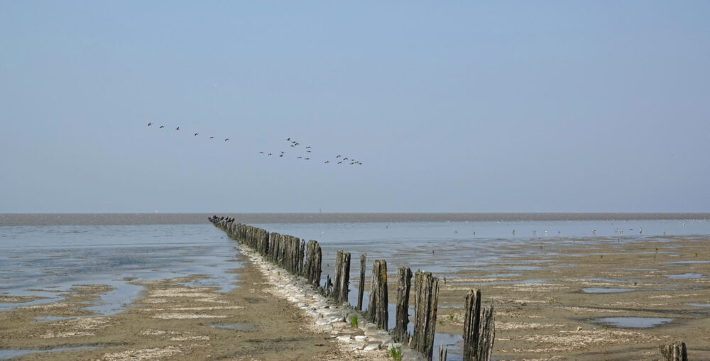 Wad bij Westhoek (Waddenzee)