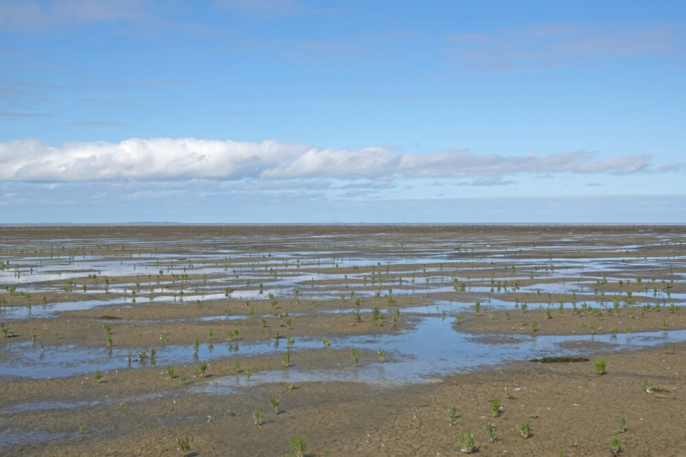 Wad bij Westhoek in de nazomer