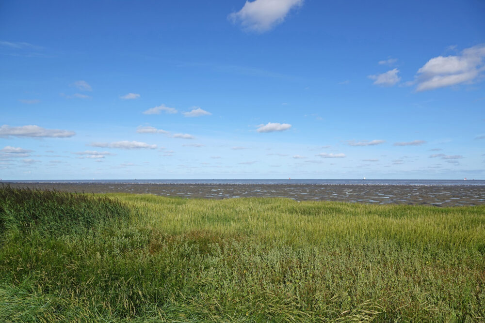 Wad bij Westhoek in de zomer