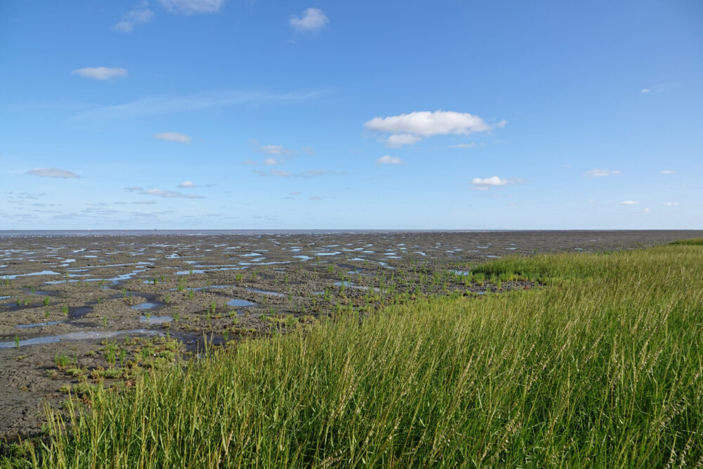Wad bij Westhoek in de zomer