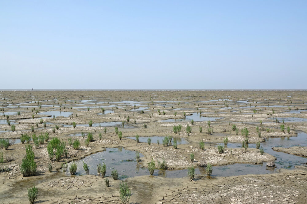 Wad bij Westhoek in de zomer