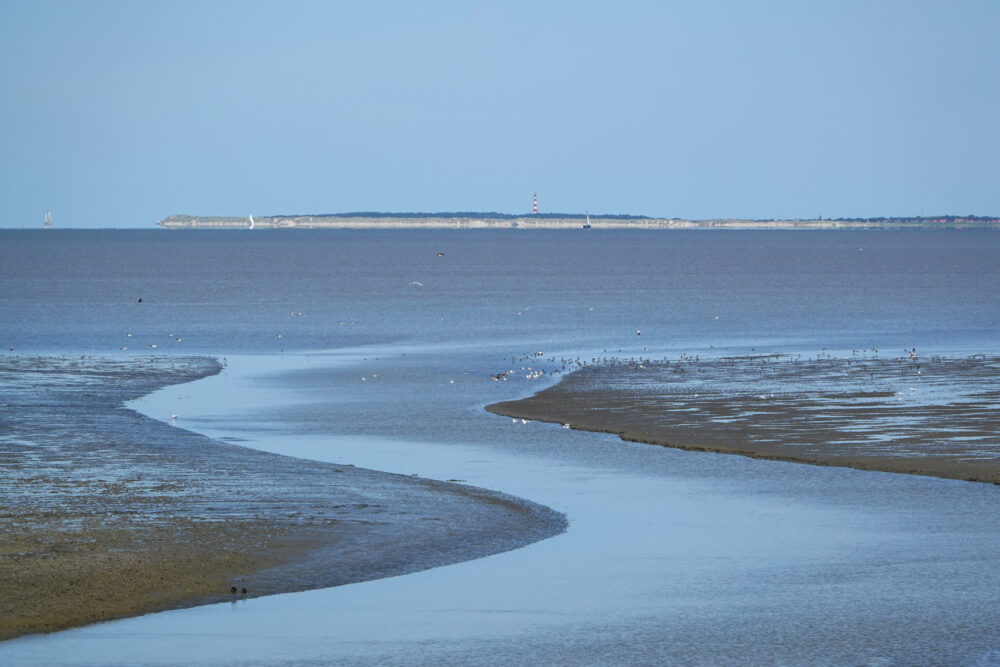 Wad bij Zwarte Haan (Bildtpollen)