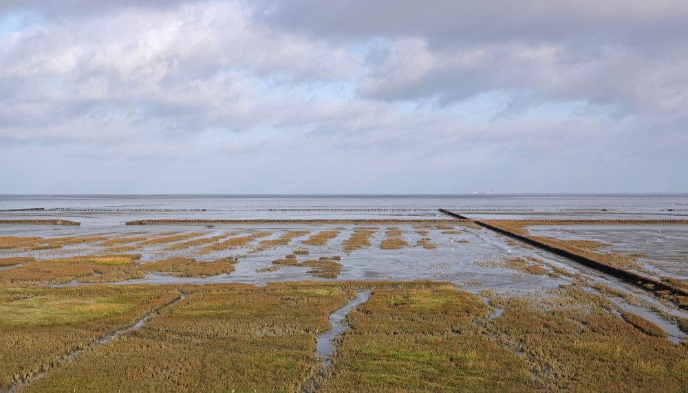 Wad bij kwelders Emmapolder