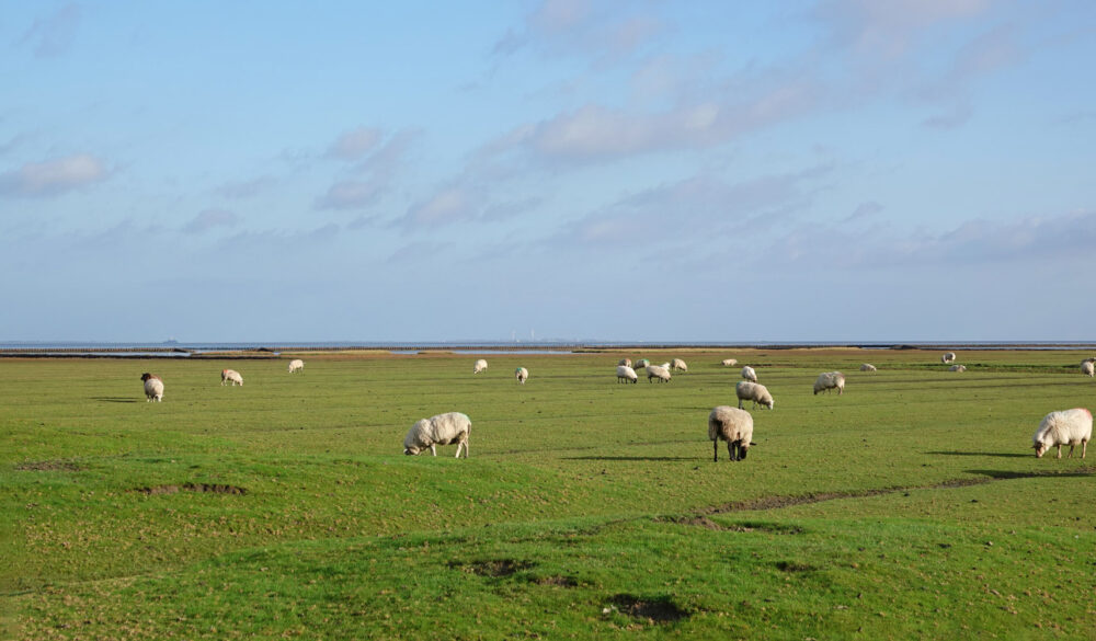 Wad bij kwelders Lauwerpolder