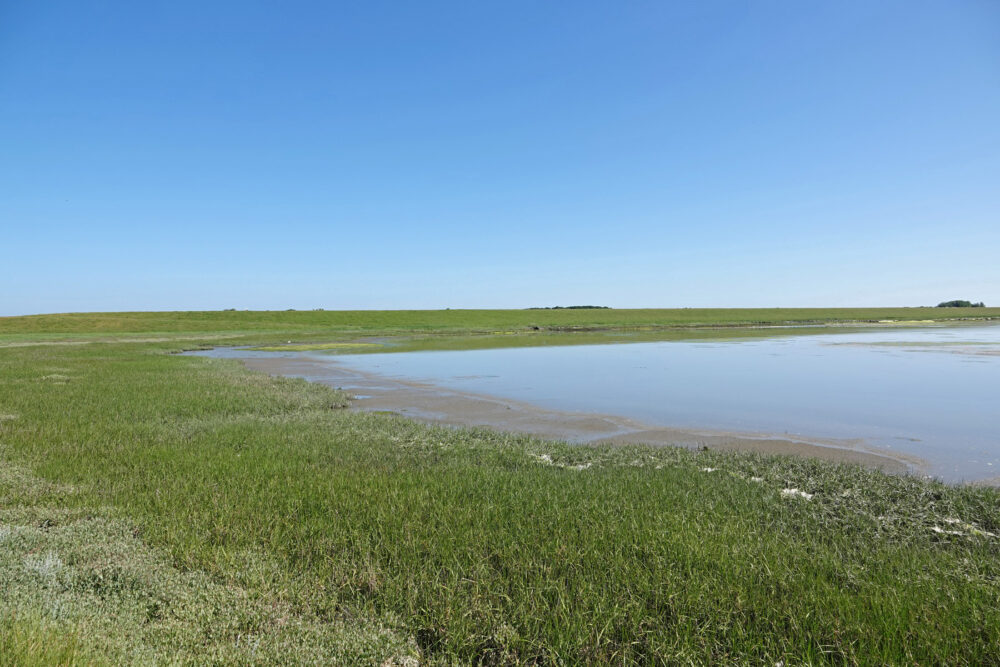 Wad bij veerhaven (Schiermonnikoog)
