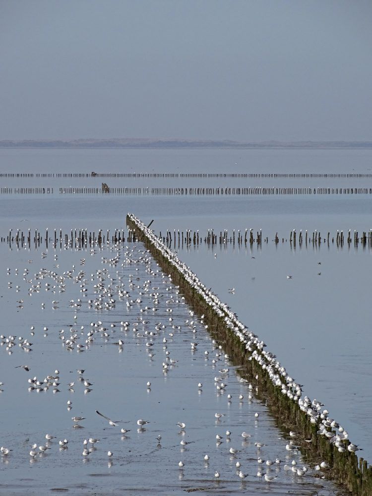 Waddenzee bij het Schoor