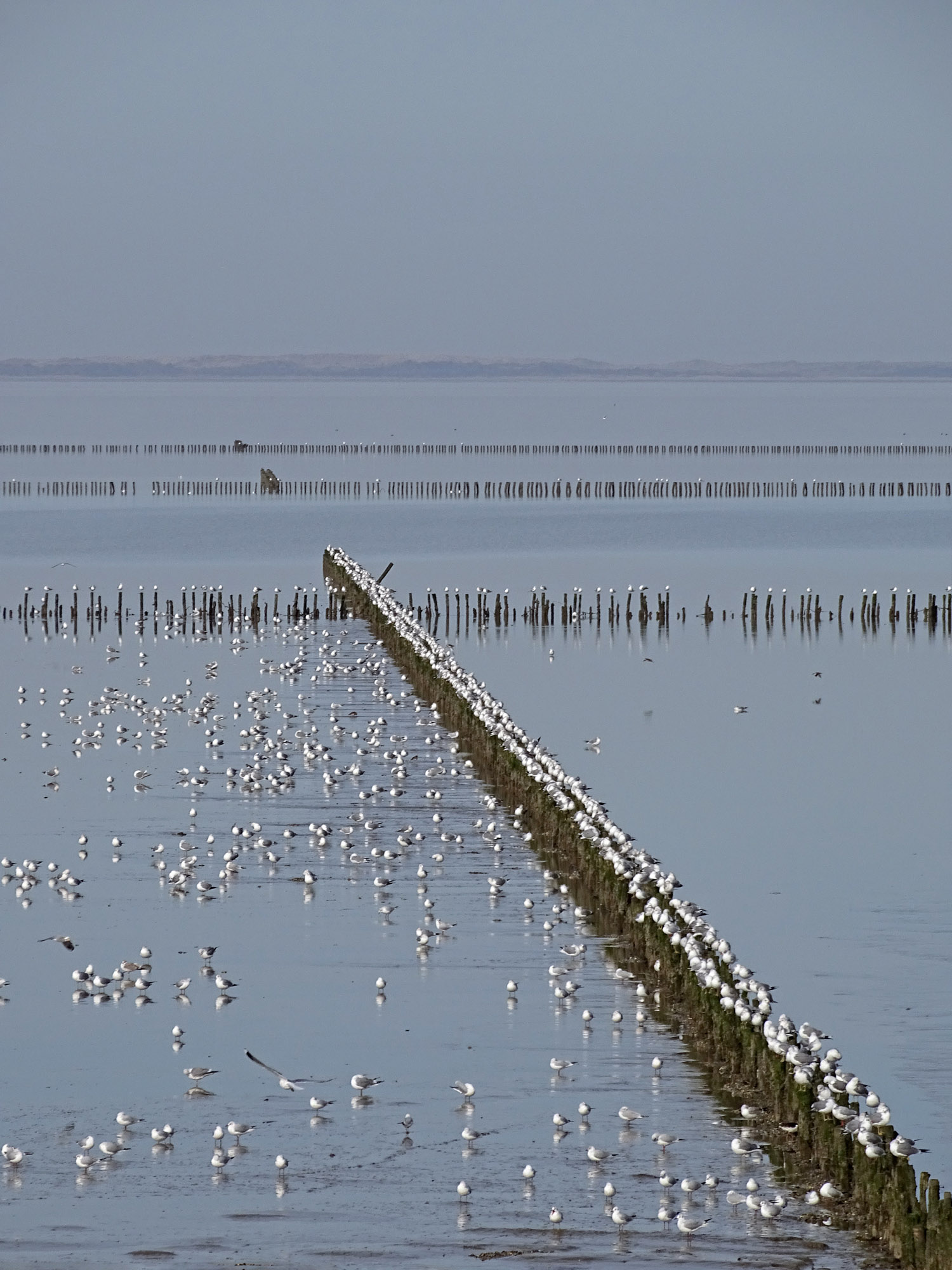 Waddenzee bij het Schoor
