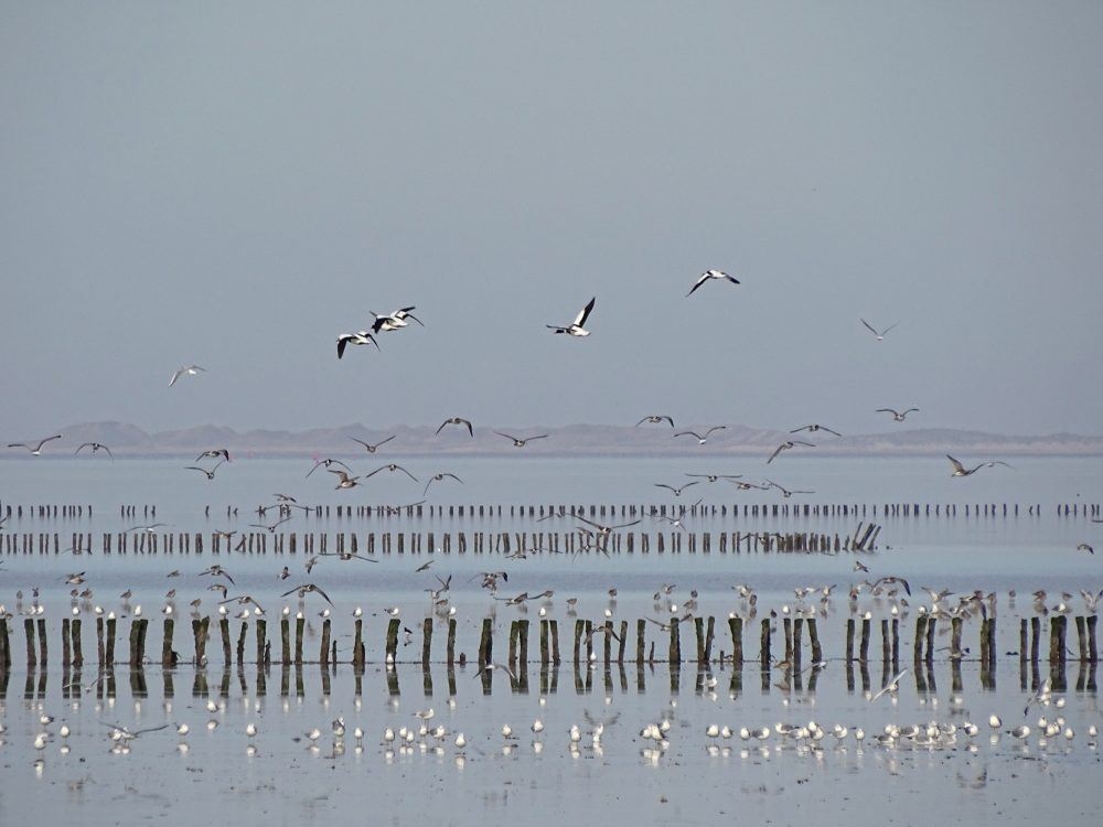 Waddenzee bij het Schoor