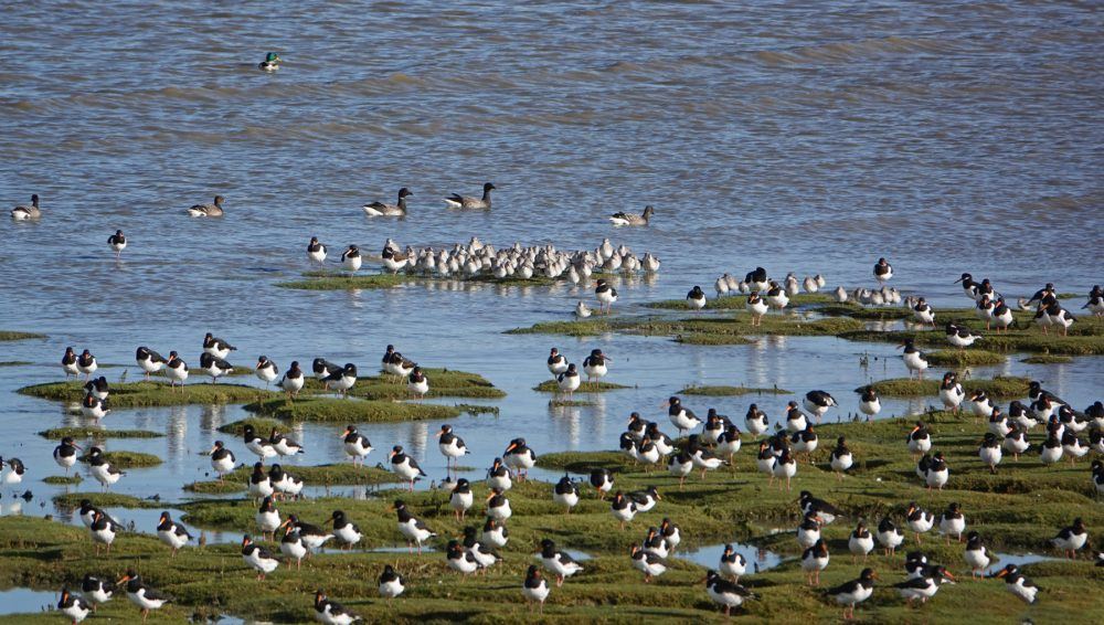 Wadvogels Rommelhoek