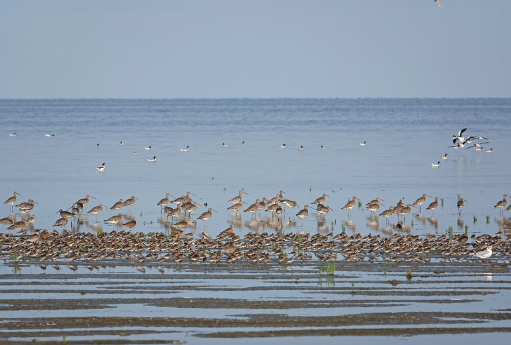 Wadvogels Westhoek