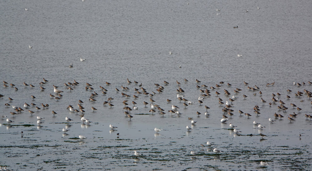 Wadvogels (bij Normerven)