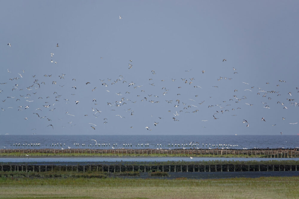 Wadvogels boven wad (Lauwerpolder)