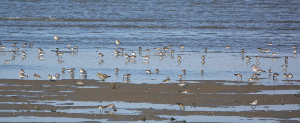 Wadvogels (kwelders Rommelhoek)