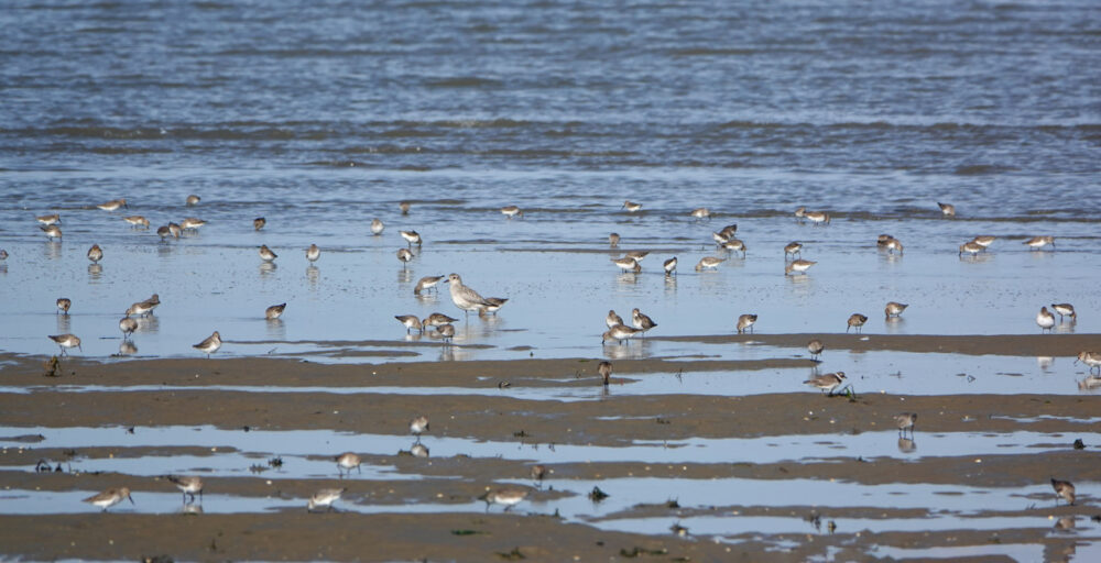 Wadvogels (kwelders Rommelhoek)