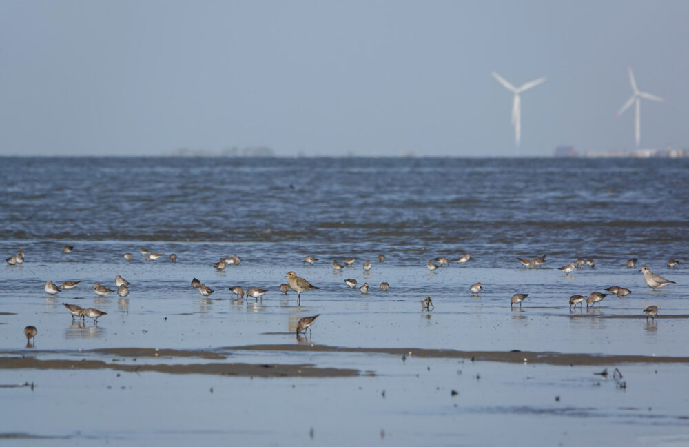 Wadvogels (kwelders Rommelhoek)