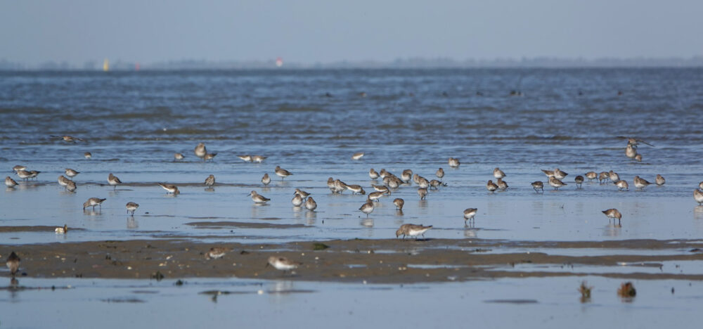 Wadvogels (kwelders Rommelhoek)