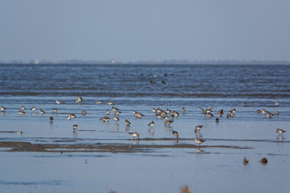 Wadvogels (kwelders Rommelhoek)