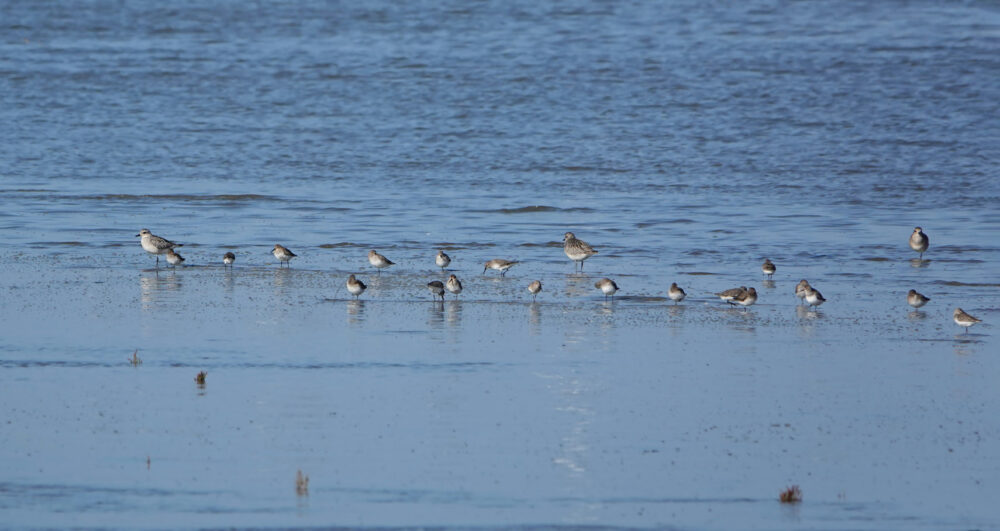 Wadvogels (kwelders Rommelhoek)