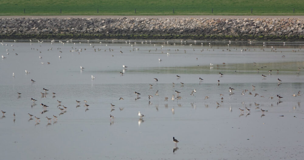 Wadvogels op het wad (Ameland)