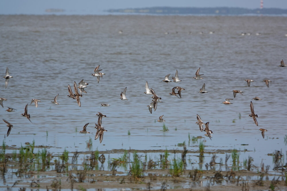 Wadvogels op wad (Ferwert Buitendijks)