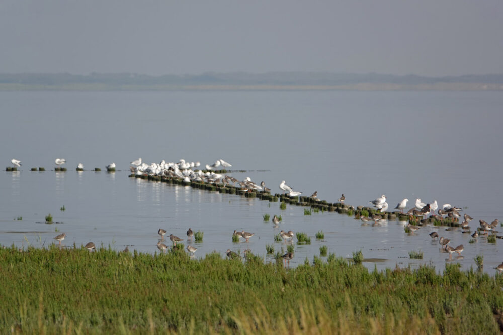 Wadvogels op wad (Holwerterwestpolder)