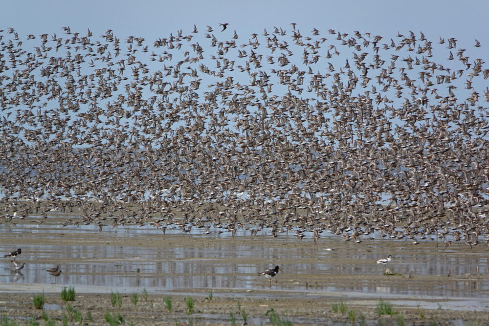 Wadvogels op wad (Westhoek)