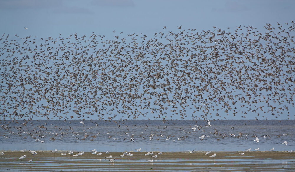 Wadvogels op wad (Westhoek)