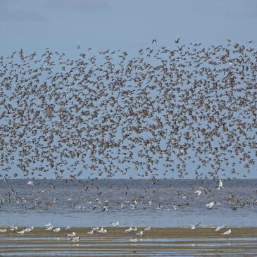Wadvogels op wad (Westhoek)