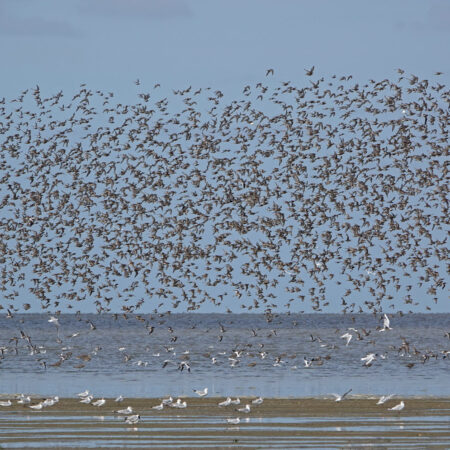Wadvogels op wad (Westhoek)