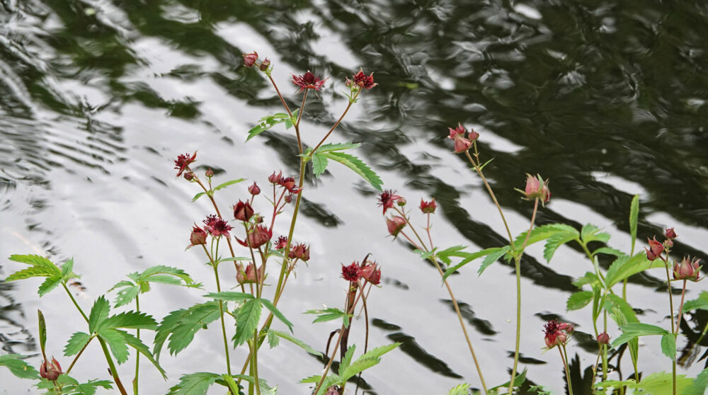 Wateraardbei