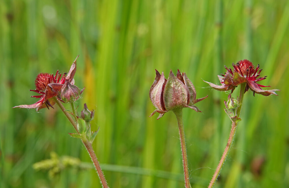 Wateraardbei