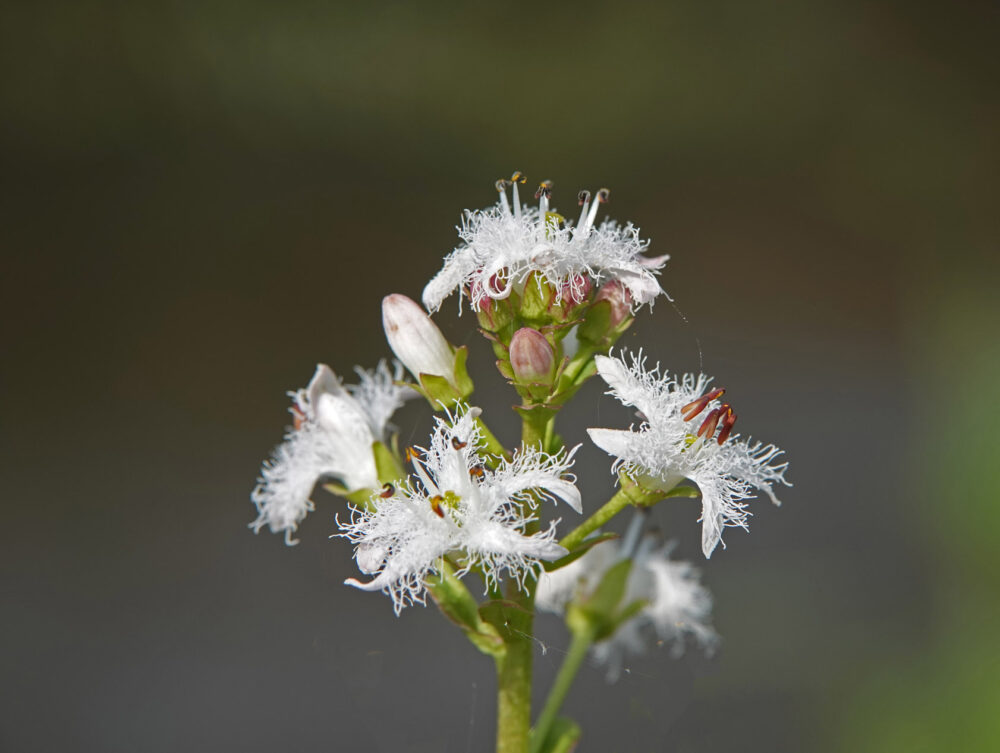Waterdrieblad