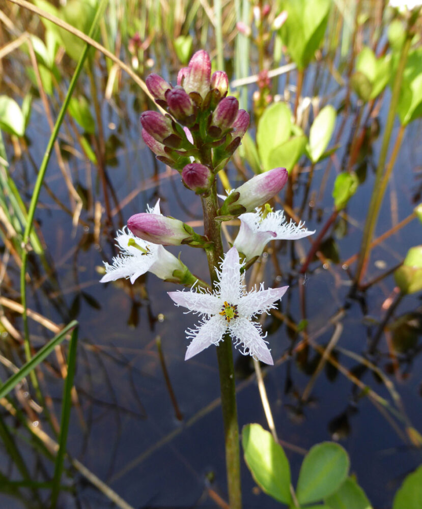 Waterdrieblad