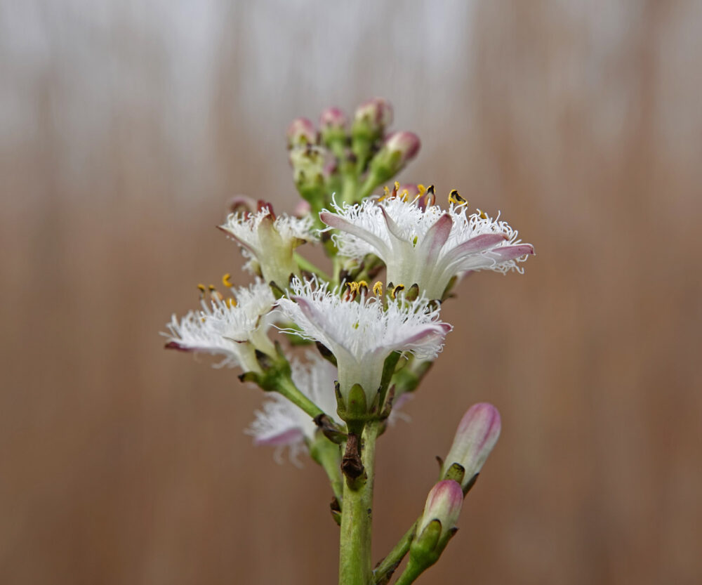 Waterdrieblad