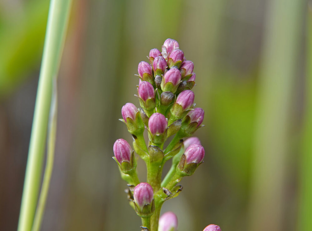 Waterdrieblad