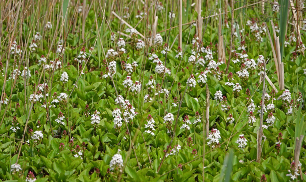 Waterdrieblad