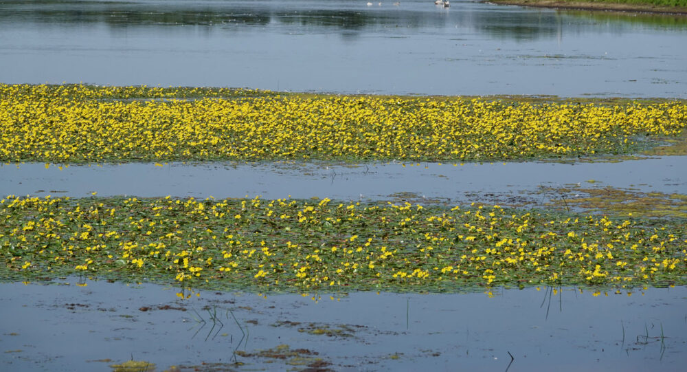Watergentiaan (Tusschenwater)