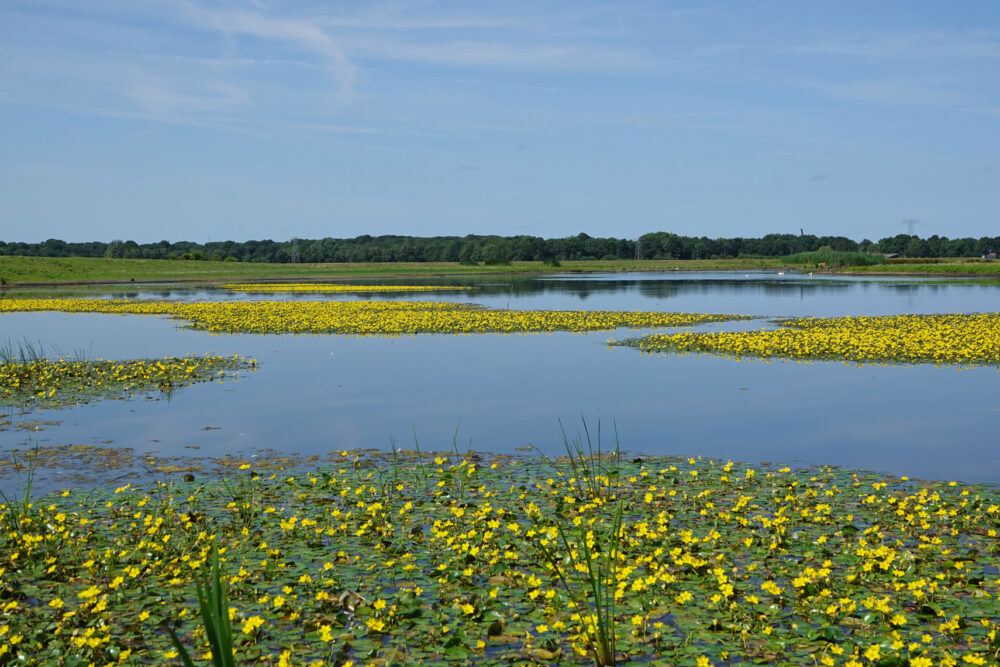 Watergentiaan (Tusschenwater)