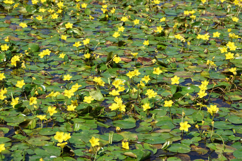 Watergentiaan (tusschenwater)