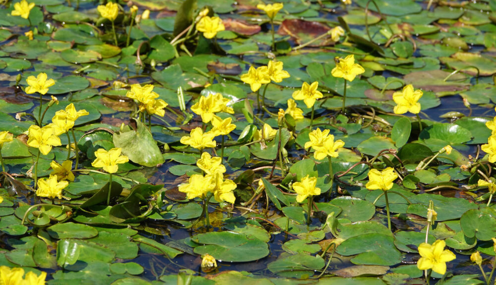 Watergentiaan (tusschenwater)