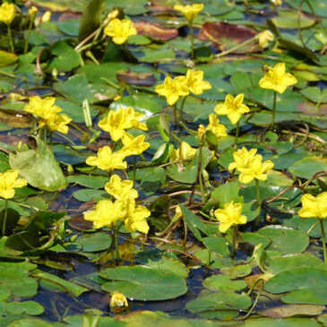 Watergentiaan